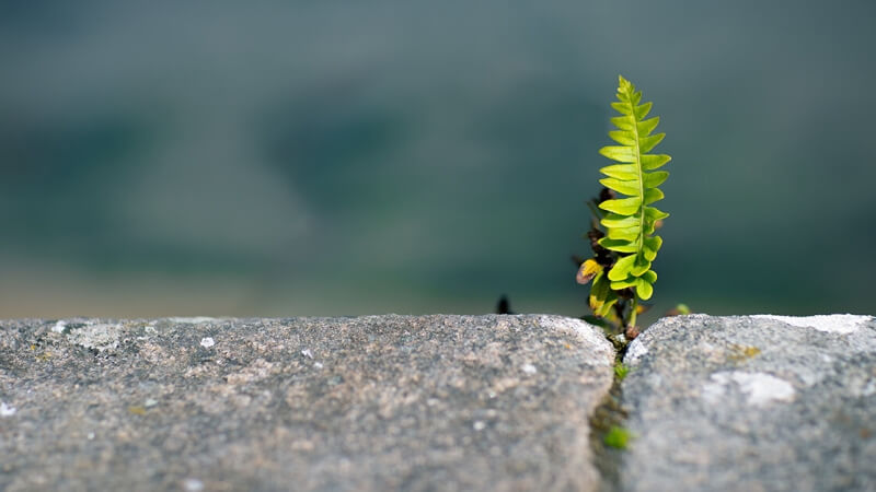 plant growing out of rock